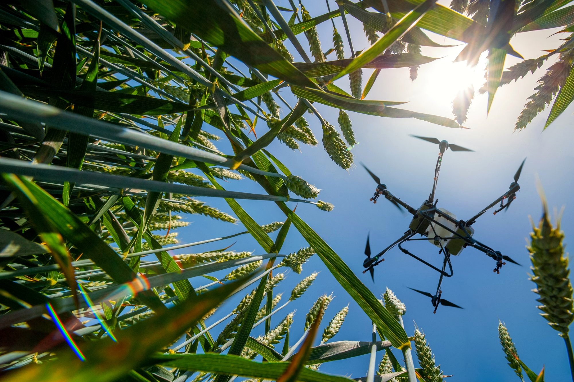 Agricultural drone flying over wheat field viewed from below