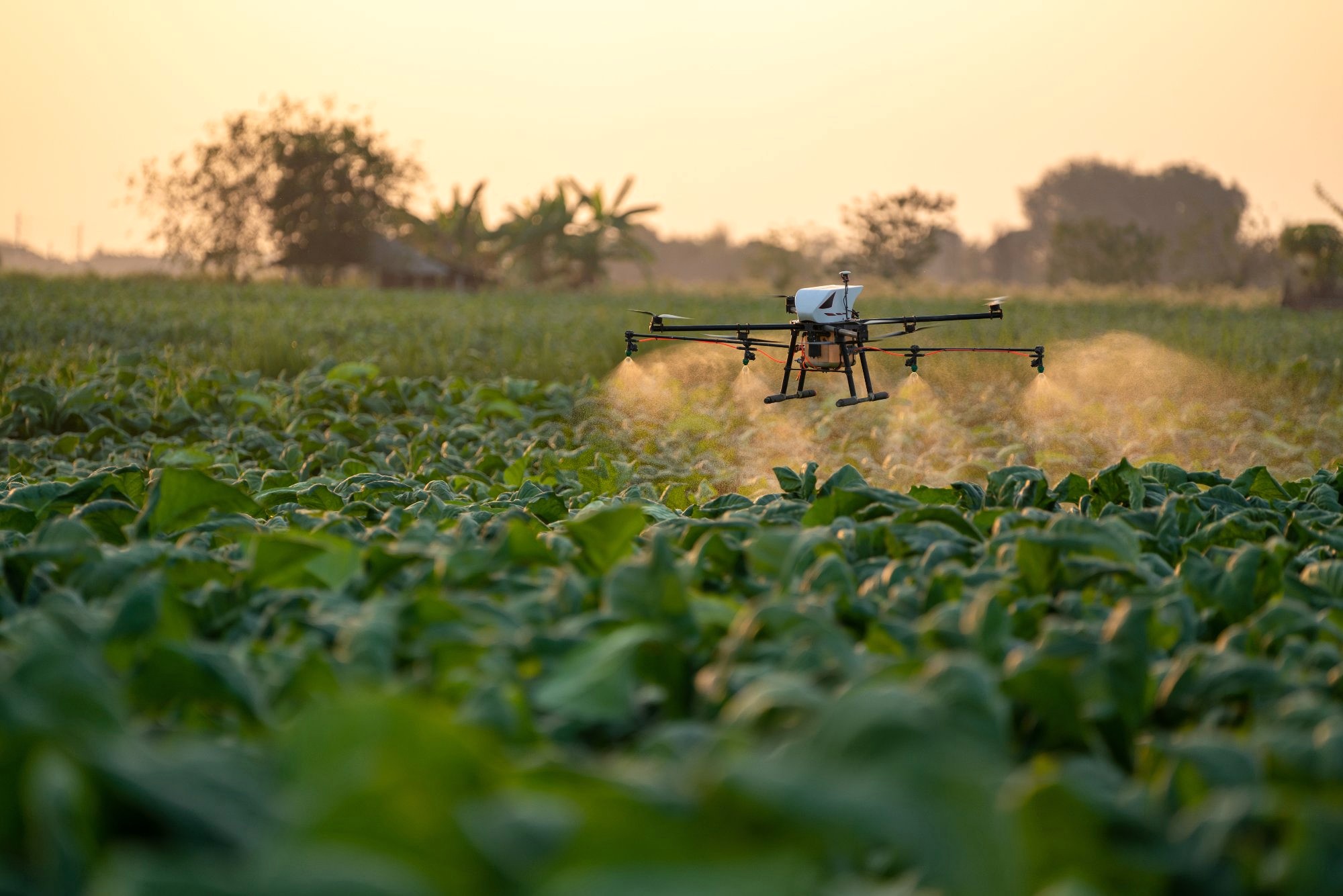 Agricultural drone spraying crops at golden hour