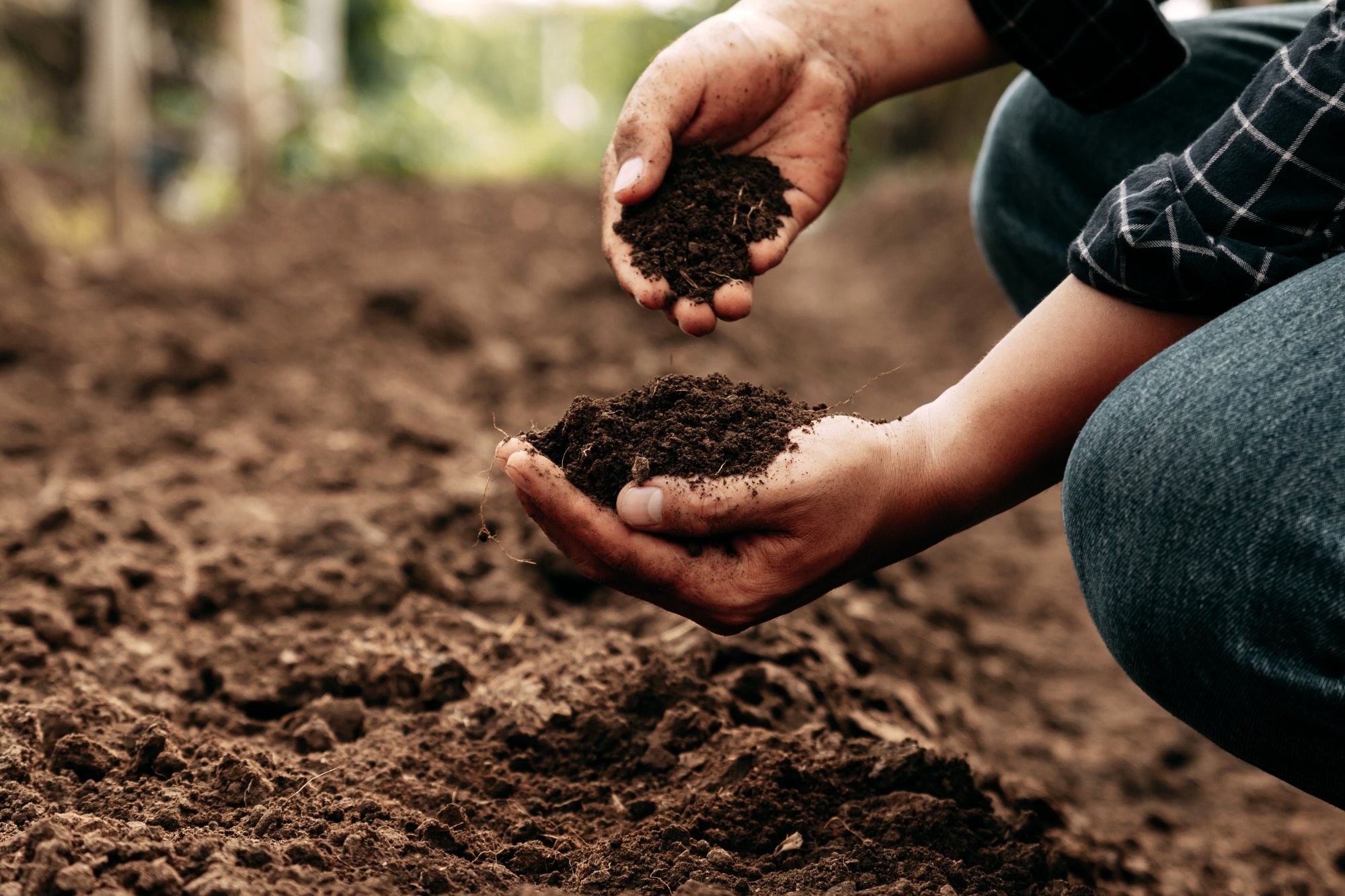 Hands holding rich dark soil in a field